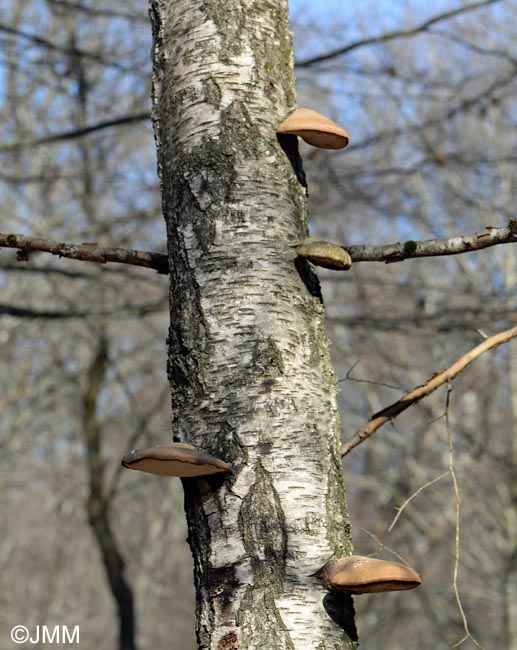 Piptoporus betulinus