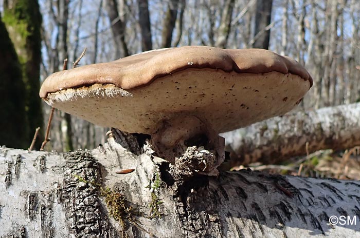 Piptoporus betulinus