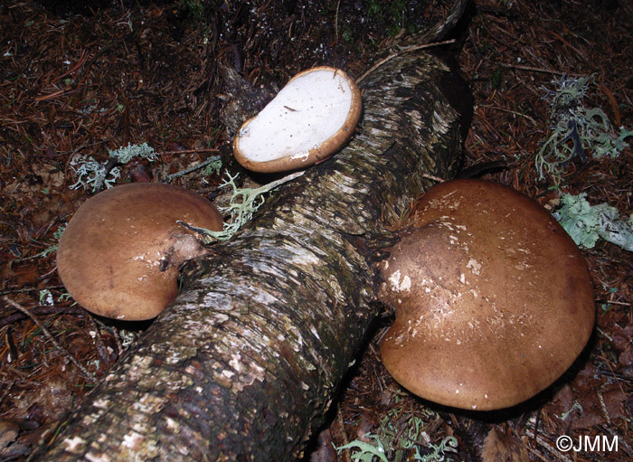 Piptoporus betulinus