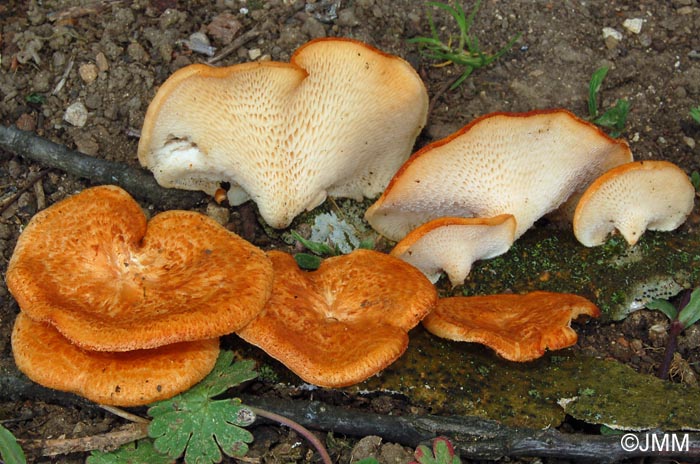 Polyporus alveolarius = Polyporus mori