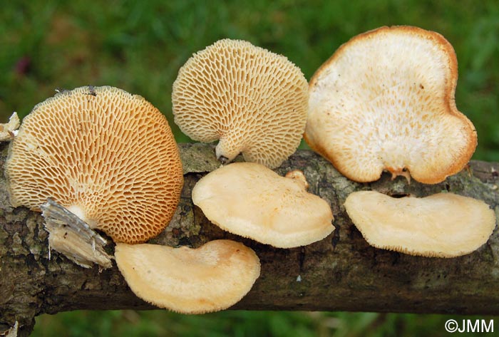 Polyporus alveolarius = Polyporus mori = Polyporus alveolaris