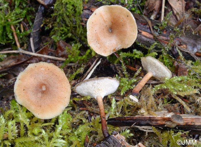 Polyporus arcularius