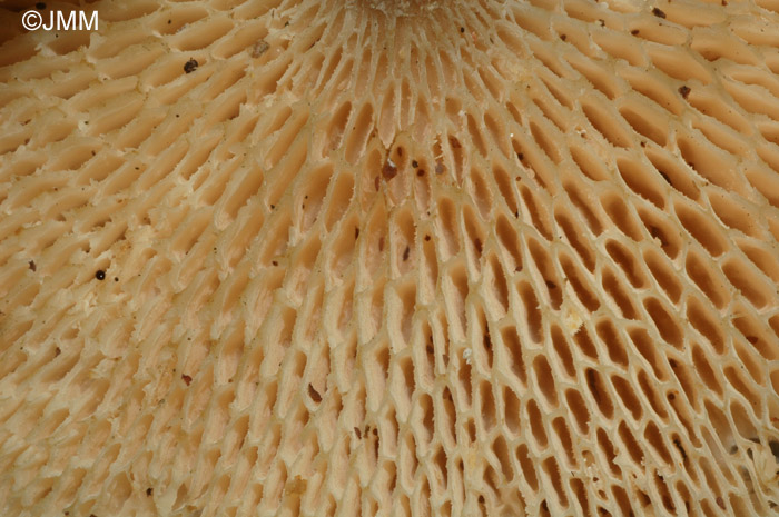 Polyporus arcularius