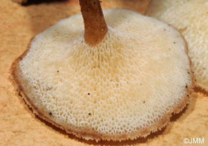 Polyporus arcularius