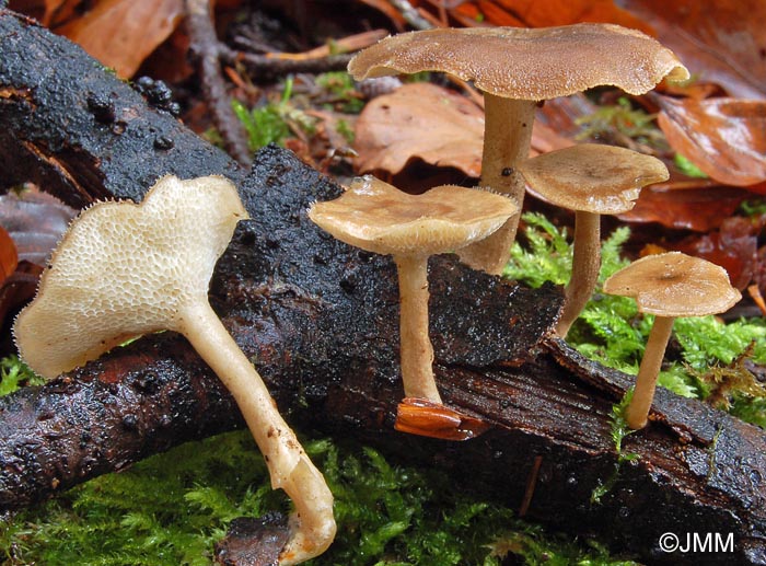 Polyporus arcularius