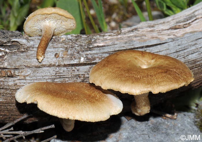 Polyporus arcularius