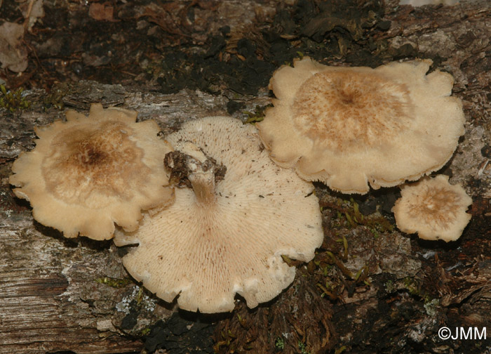 Polyporus arcularius