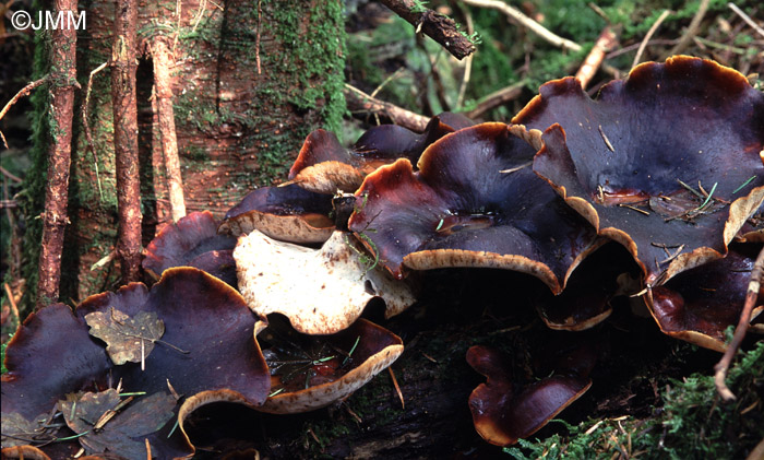 Polyporus durus =  Polyporus badius