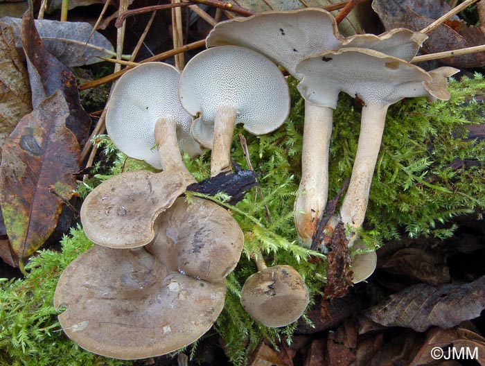 Polyporus brumalis