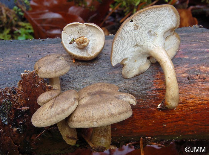 Polyporus brumalis