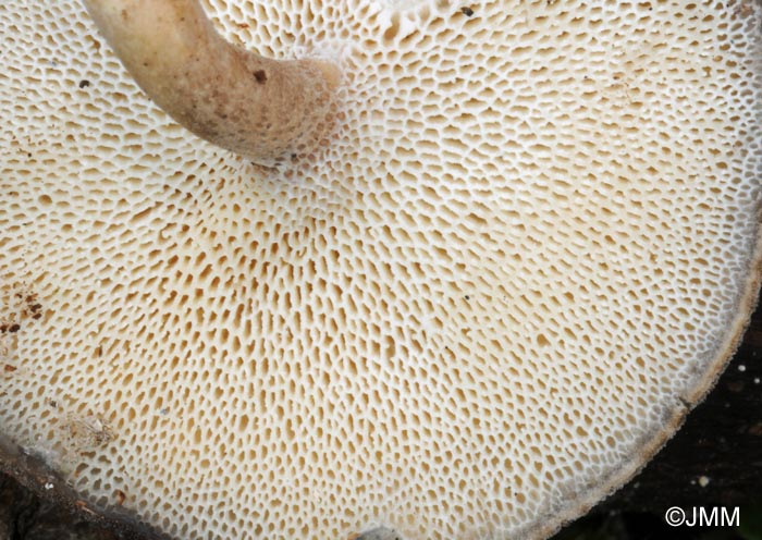 Polyporus brumalis : surface pore