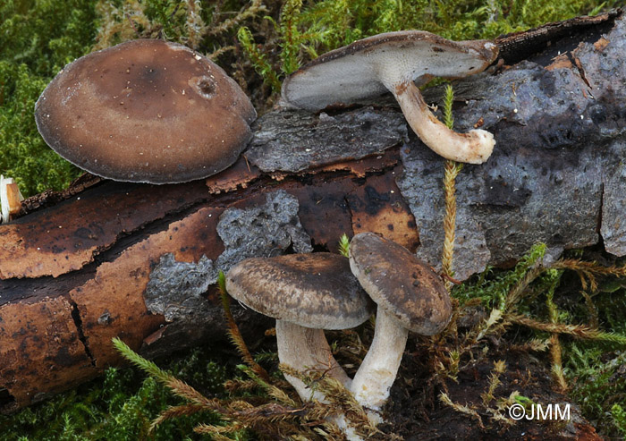 Polyporus brumalis