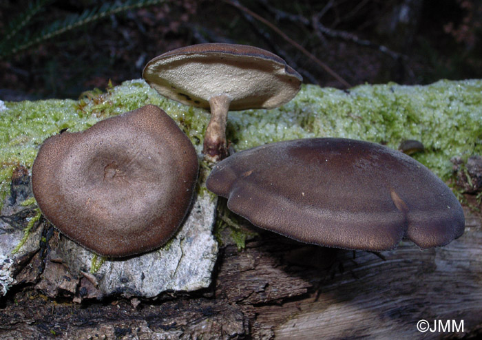 Polyporus brumalis 