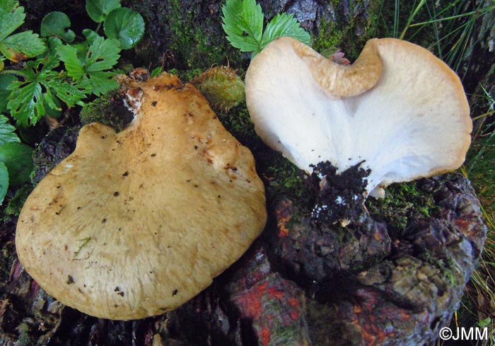 Polyporus choseniae