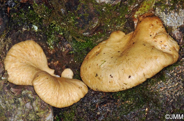 Polyporus choseniae