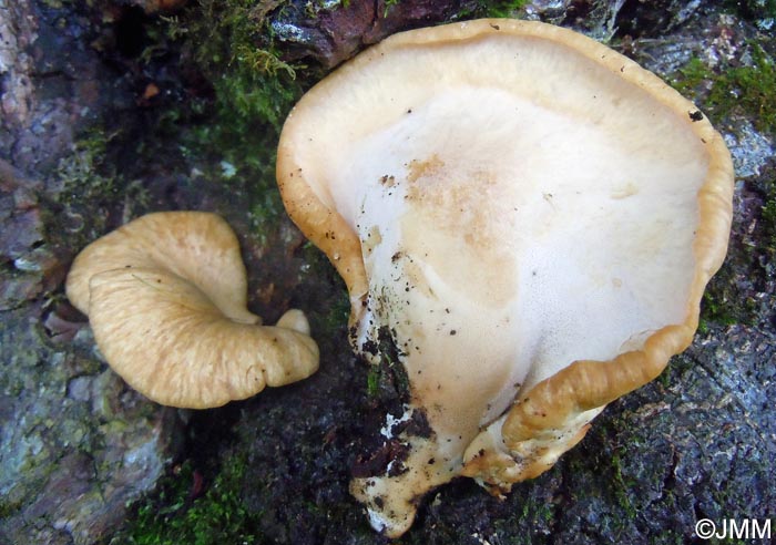 Polyporus choseniae