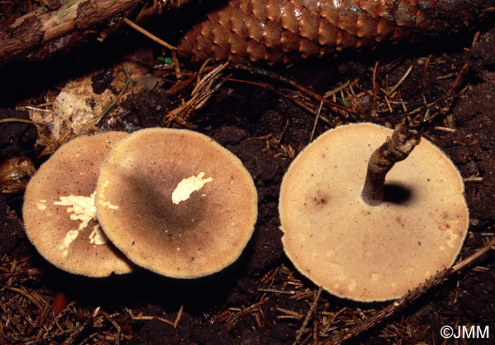 Polyporus ciliatus = Polyporus lepideus