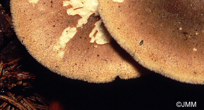 Polyporus ciliatus = Polyporus lepideus