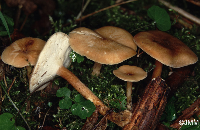 Polyporus ciliatus = Polyporus lepideus