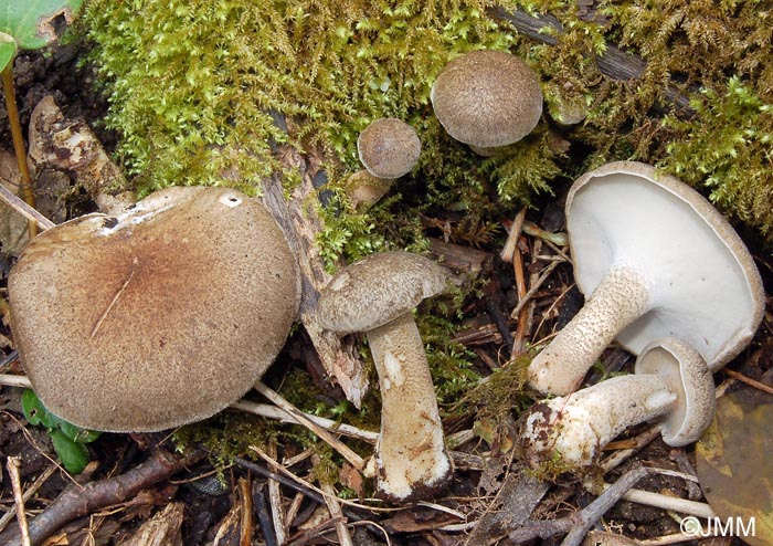 Polyporus ciliatus = Polyporus lepideus