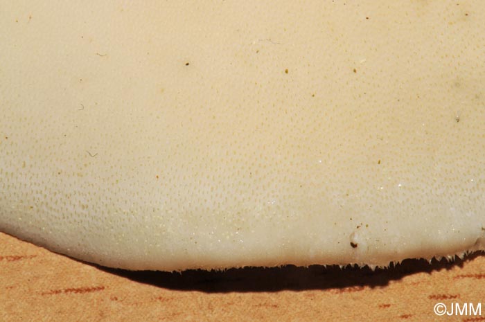 Polyporus ciliatus : dtail de la surface pore