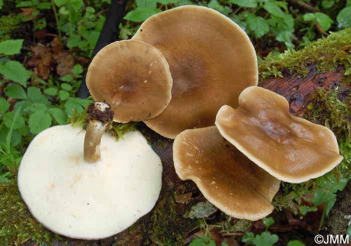 Polyporus ciliatus = Polyporus lepideus