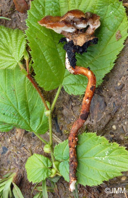 Polyporus corylinus