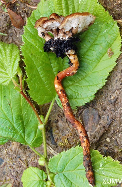 Polyporus corylinus