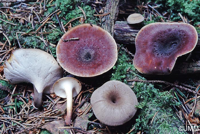 Polyporus durus =  Polyporus badius