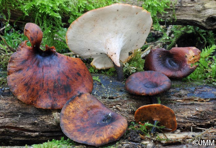 Polyporus durus =  Polyporus badius