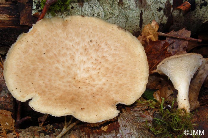 Polyporus lentus = Polyporus forquignonii