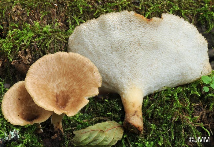 Polyporus lentus = Polyporus forquignonii