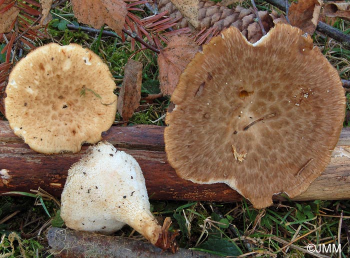 Polyporus lentus = Polyporus forquignonii