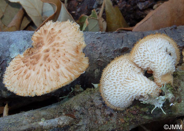 Polyporus lentus = Polyporus forquignonii