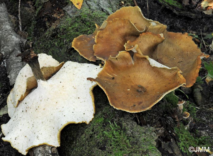 Polyporus melanopus