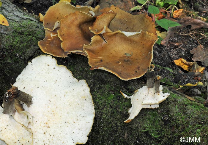 Polyporus melanopus