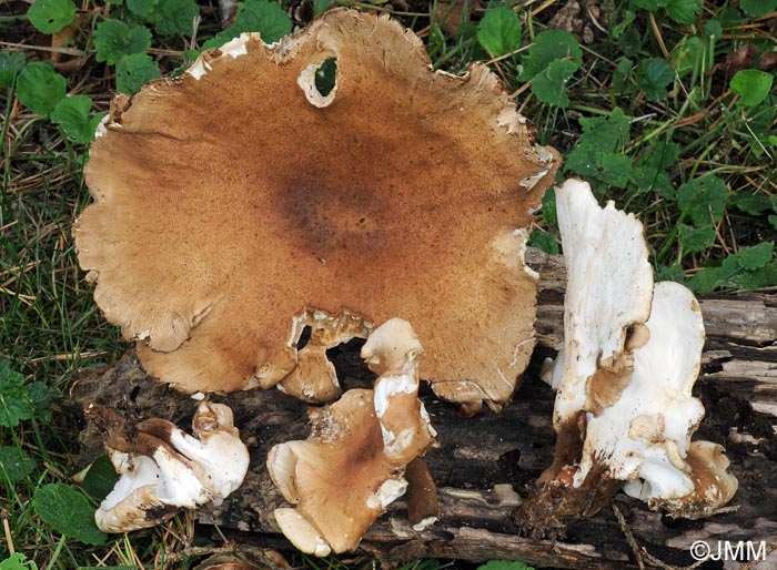 Polyporus melanopus