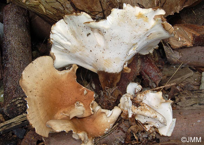 Polyporus melanopus