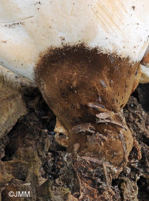 Polyporus melanopus