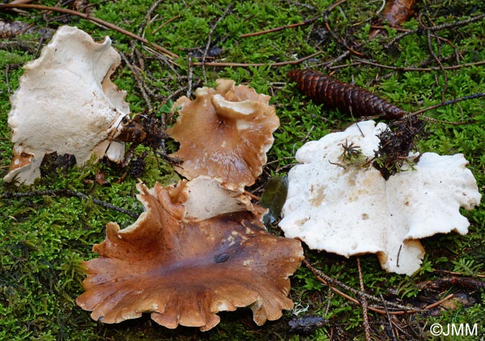 Polyporus melanopus