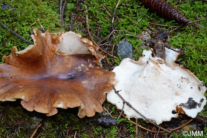 Polyporus melanopus