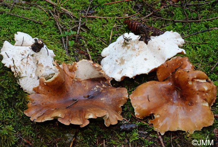 Polyporus melanopus