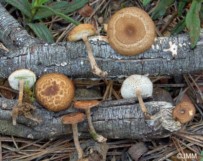 Polyporus meridionalis