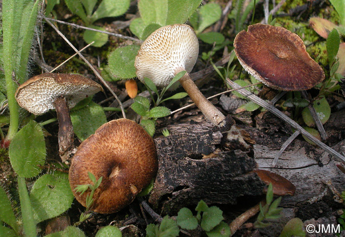 Polyporus meridionalis 