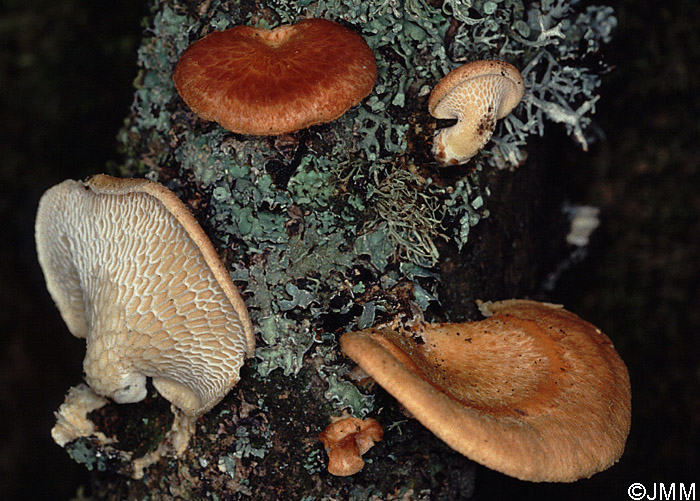 Polyporus mori