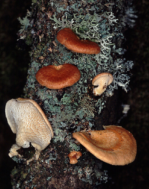 Polyporus mori