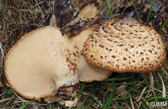 Polyporus squamosus