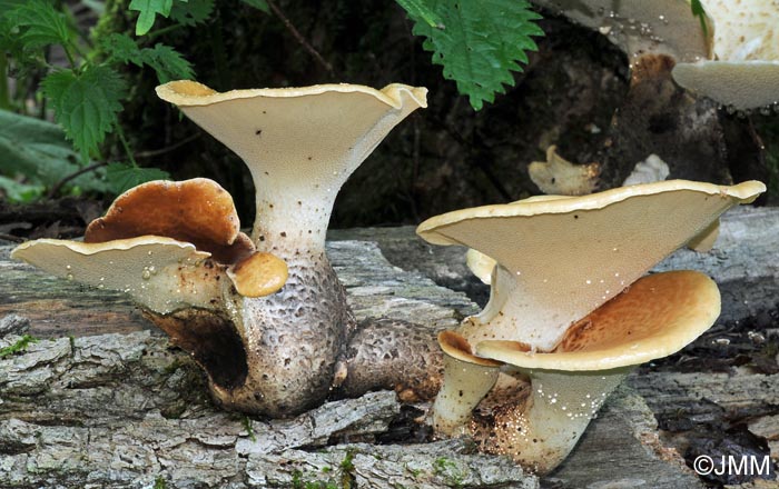 Polyporus squamosus