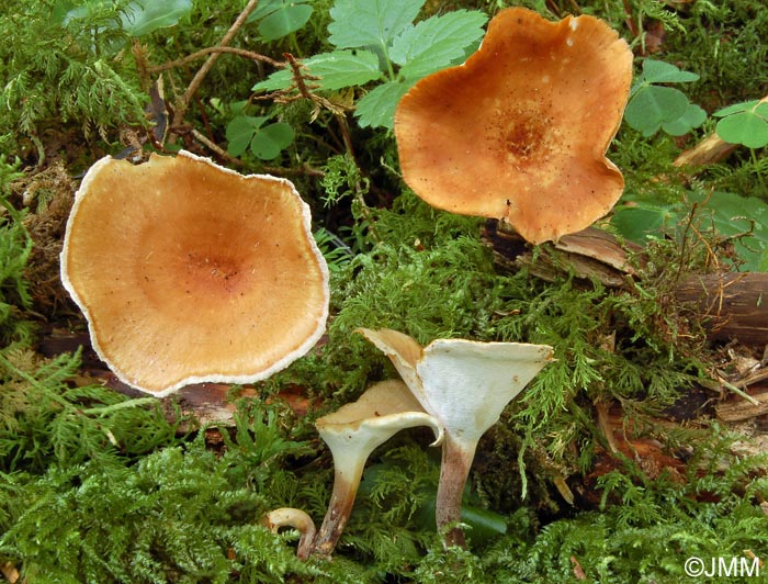 Polyporus tubaeformis