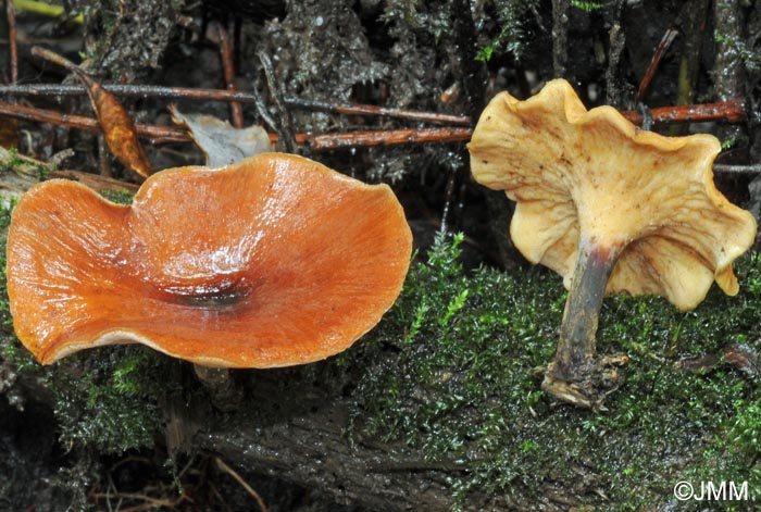 Polyporus tubaeformis